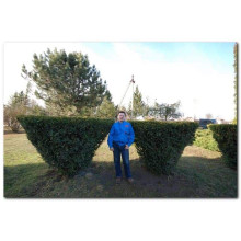 Тис ягідний Елегантіссіма | Тис ягодный Элегантиссима | Taxus baccata Elegantissima