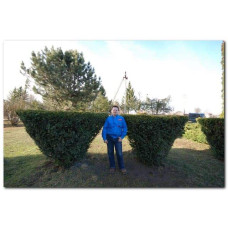 Тис ягідний Елегантіссіма | Тис ягодный Элегантиссима | Taxus baccata Elegantissima