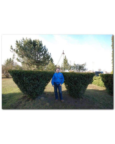 Тис ягідний Елегантіссіма | Тис ягодный Элегантиссима | Taxus baccata Elegantissima