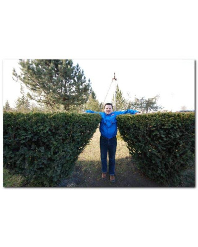 Тис ягідний Елегантіссіма | Тис ягодный Элегантиссима | Taxus baccata Elegantissima
