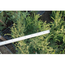 Тис ягідний Елегантіссіма | Тис ягодный Элегантиссима | Taxus baccata Elegantissima
