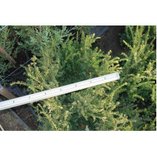 Тис ягідний Елегантіссіма | Тис ягодный Элегантиссима | Taxus baccata Elegantissima