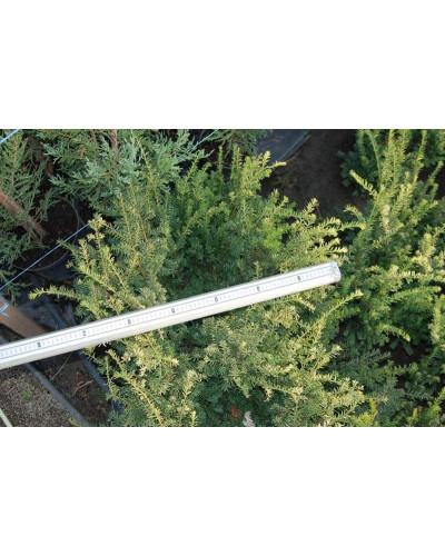 Тис ягідний Елегантіссіма | Тис ягодный Элегантиссима | Taxus baccata Elegantissima
