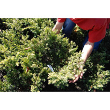Тис ягідний Елегантіссіма | Тис ягодный Элегантиссима | Taxus baccata Elegantissima