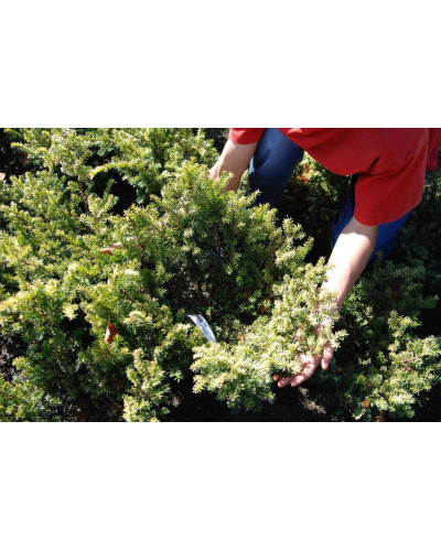 Тис ягідний Елегантіссіма | Тис ягодный Элегантиссима | Taxus baccata Elegantissima