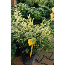 Тис ягідний Елегантіссіма | Тис ягодный Элегантиссима | Taxus baccata Elegantissima
