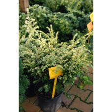 Тис ягідний Елегантіссіма | Тис ягодный Элегантиссима | Taxus baccata Elegantissima