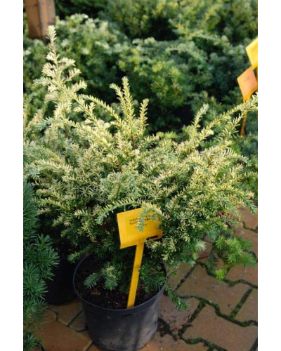 Тис ягідний Елегантіссіма | Тис ягодный Элегантиссима | Taxus baccata Elegantissima