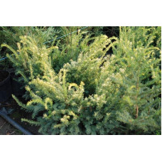 Тис ягідний Елегантіссіма | Тис ягодный Элегантиссима | Taxus baccata Elegantissima