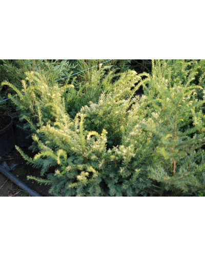 Тис ягідний Елегантіссіма | Тис ягодный Элегантиссима | Taxus baccata Elegantissima