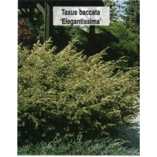 Тис ягідний Елегантіссіма | Тис ягодный Элегантиссима | Taxus baccata Elegantissima