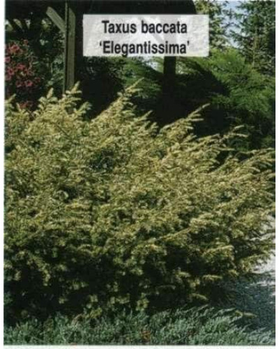 Тис ягідний Елегантіссіма | Тис ягодный Элегантиссима | Taxus baccata Elegantissima