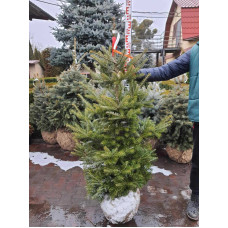 Ялиця корейська | Пихта корейская | Abies koreana