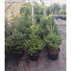 Ялиця корейська | Пихта корейская | Abies koreana