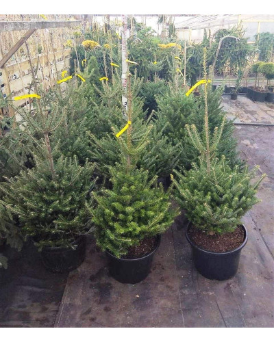 Ялиця корейська | Пихта корейская | Abies koreana