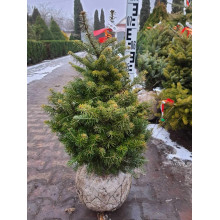 Ялиця корейська | Пихта корейская | Abies koreana