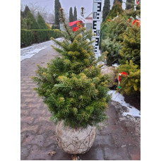 Ялиця корейська | Пихта корейская | Abies koreana