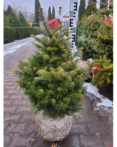 Ялиця корейська | Пихта корейская | Abies koreana