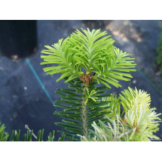 Ялиця корейська | Пихта корейская | Abies koreana
