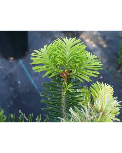 Ялиця корейська | Пихта корейская | Abies koreana