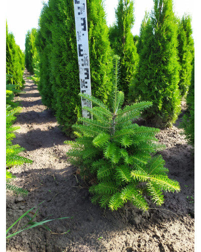 Ялиця корейська | Пихта корейская | Abies koreana
