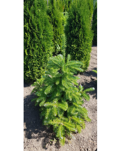Ялиця корейська | Пихта корейская | Abies koreana