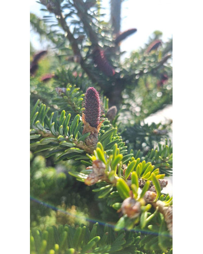 Ялиця корейська | Пихта корейская | Abies koreana