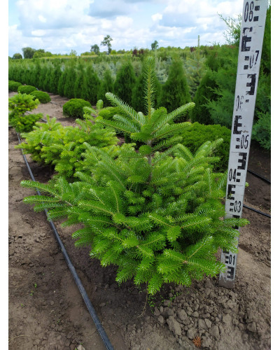 Ялиця корейська | Пихта корейская | Abies koreana