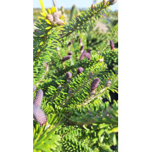 Ялиця корейська | Пихта корейская | Abies koreana