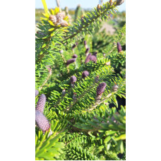 Ялиця корейська | Пихта корейская | Abies koreana