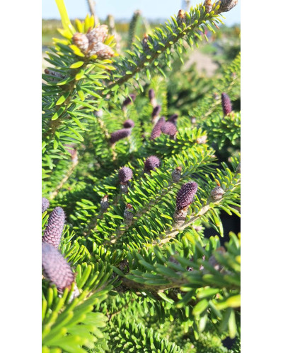 Ялиця корейська | Пихта корейская | Abies koreana