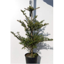 Ялиця корейська | Пихта корейская | Abies koreana