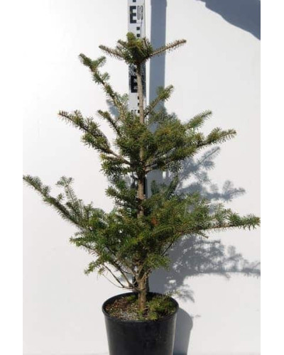 Ялиця корейська | Пихта корейская | Abies koreana