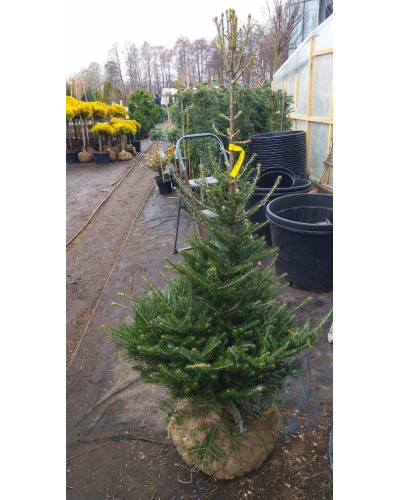 Ялиця корейська | Пихта корейская | Abies koreana