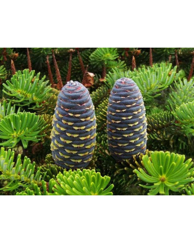 Ялиця корейська | Пихта корейская | Abies koreana