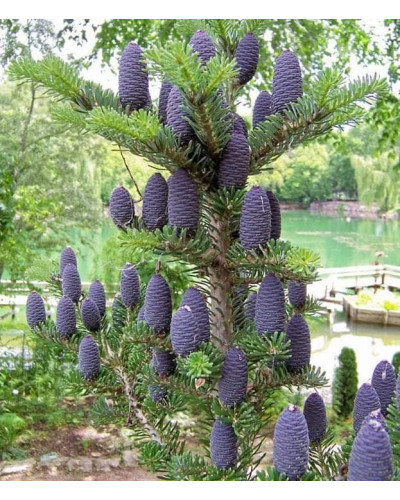 Ялиця корейська | Пихта корейская | Abies koreana