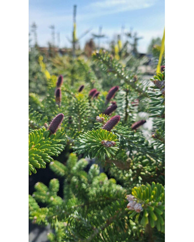 Ялиця корейська | Пихта корейская | Abies koreana