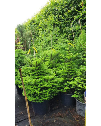 Ялиця корейська | Пихта корейская | Abies koreana