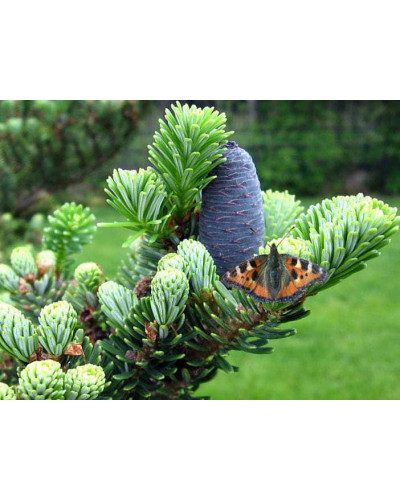 Ялиця корейська | Пихта корейская | Abies koreana