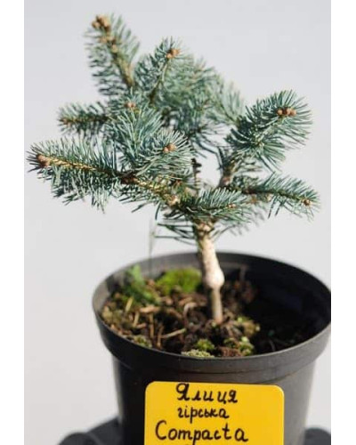 Ялиця гірська Компакта | Пихта горная Компакта | Abies lasiocarpa Compacta