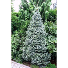 Ялиця гірська Компакта | Пихта горная Компакта | Abies lasiocarpa Compacta
