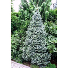 Ялиця гірська Компакта | Пихта горная Компакта | Abies lasiocarpa Compacta