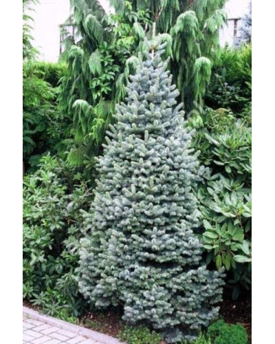 Ялиця гірська Компакта | Пихта горная Компакта | Abies lasiocarpa Compacta