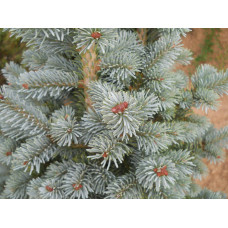 Ялиця гірська Компакта | Пихта горная Компакта | Abies lasiocarpa Compacta