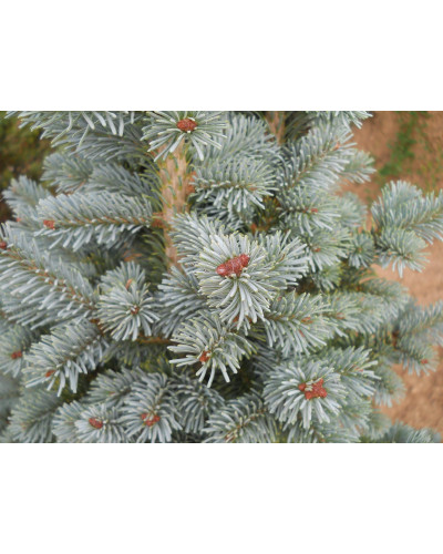 Ялиця гірська Компакта | Пихта горная Компакта | Abies lasiocarpa Compacta