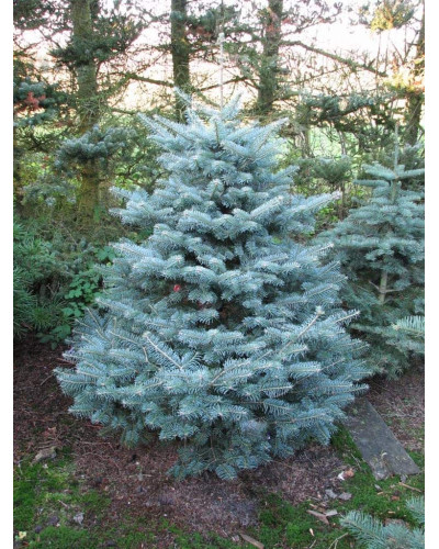 Ялиця гірська Компакта | Пихта горная Компакта | Abies lasiocarpa Compacta