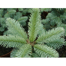 Ялиця гірська Компакта | Пихта горная Компакта | Abies lasiocarpa Compacta