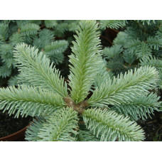 Ялиця гірська Компакта | Пихта горная Компакта | Abies lasiocarpa Compacta