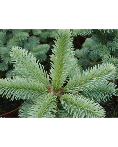 Ялиця гірська Компакта | Пихта горная Компакта | Abies lasiocarpa Compacta