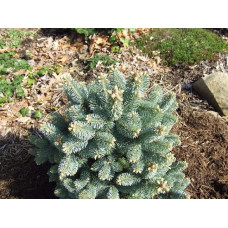 Ялиця гірська Компакта | Пихта горная Компакта | Abies lasiocarpa Compacta